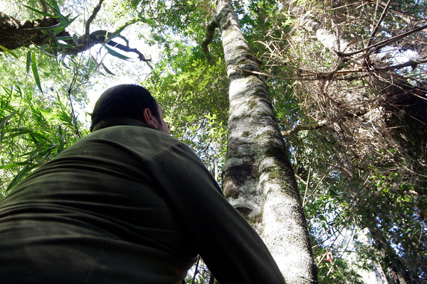 Ñuble concentra tala ilegal de bosque nativo a nivel nacional
