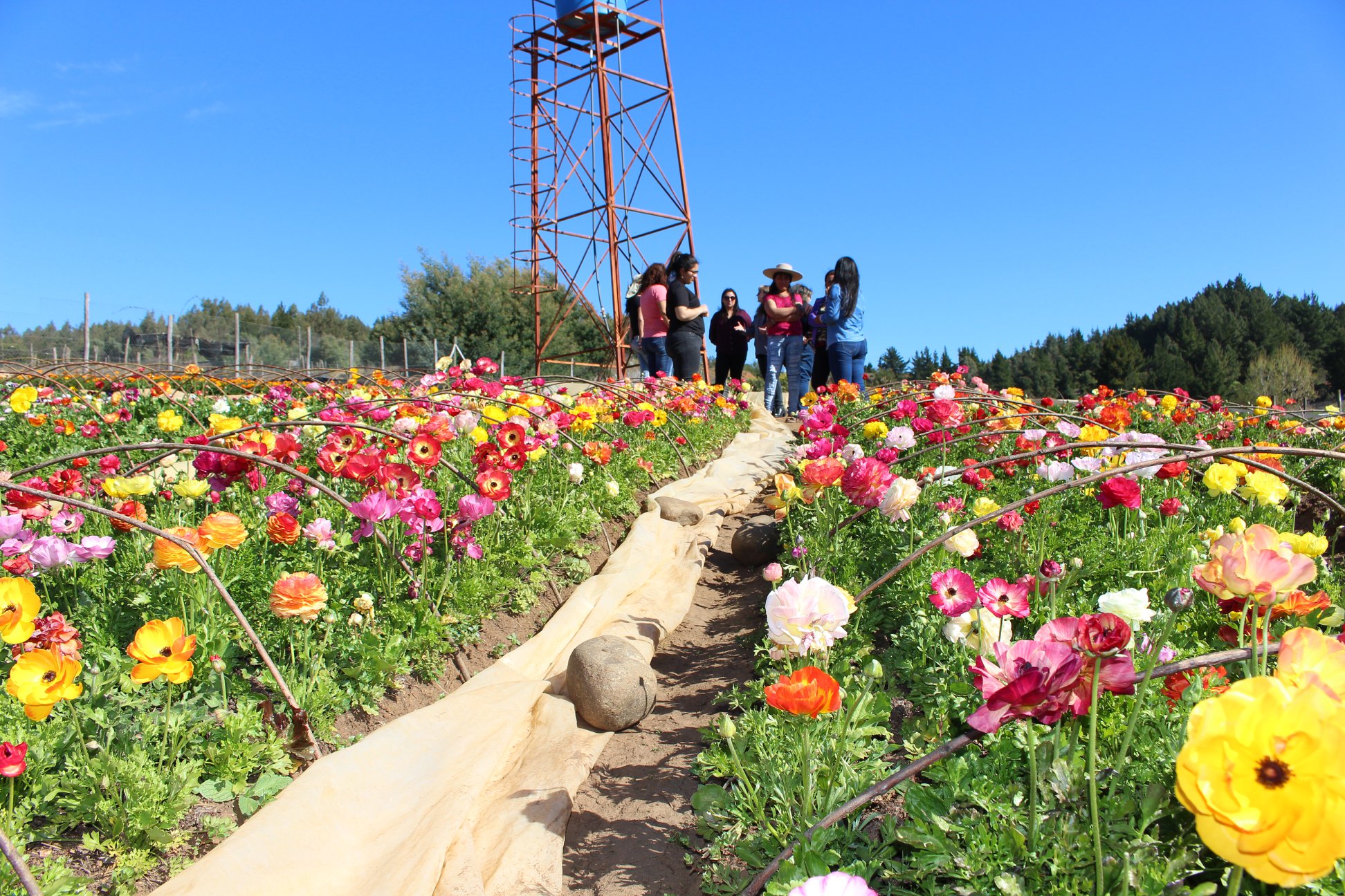 Más de 80 mil tulipanes vendieron los floricultores de Quillón