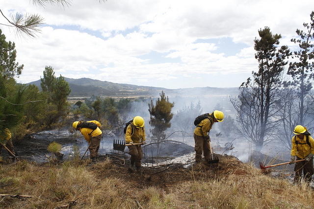 Ñuble contará con 112 brigadistas para combatir incendios