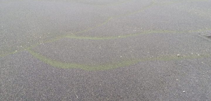 Mar verde en Cobquecura fue debido a la floración