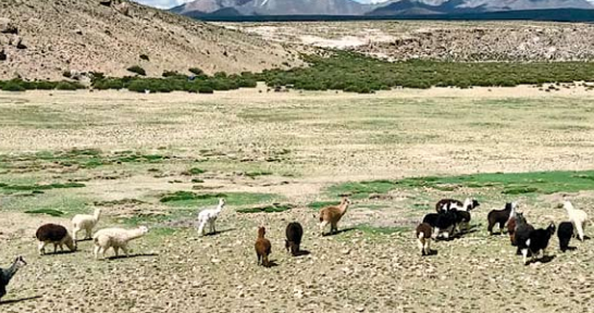 Académico Veterinaria UdeC: “La apelación de origen sustenta el plan ganadero en el norte”