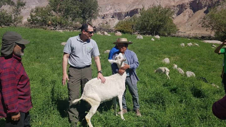 Agronomía UdeC asesoró a productores caprinos