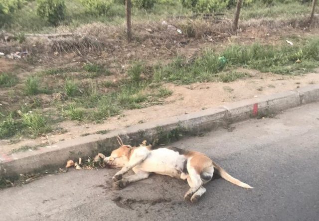 Denuncian el envenenamiento de más de 15 perros y gatos en Portezuelo