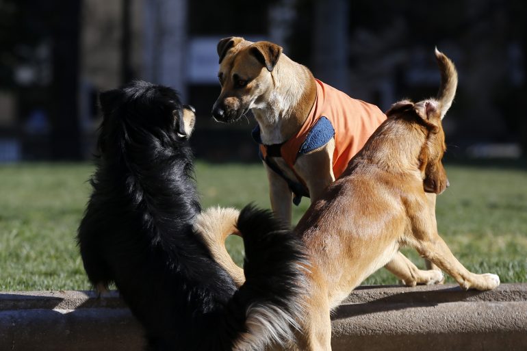 Despliegan servicios veterinarios en comunas de Diguillín