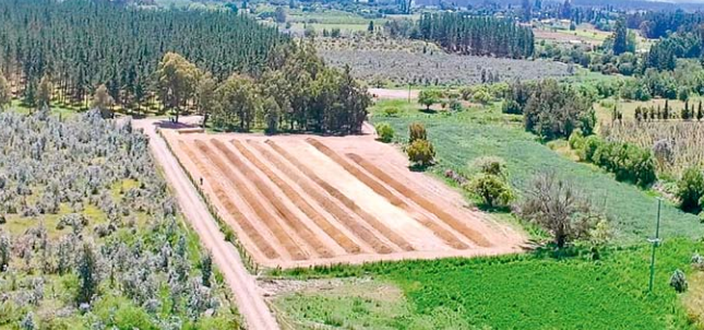 Chillán iniciará plan piloto para compostar desechos del Mercado