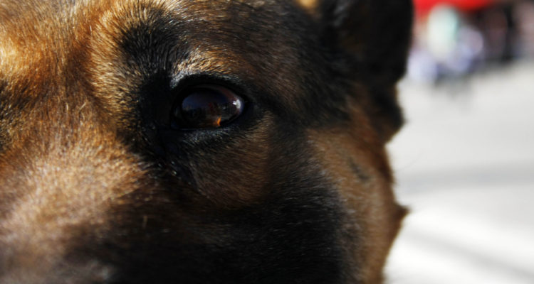 Día del Perro sin Raza