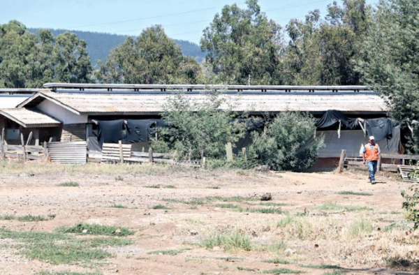 Preocupa traslado de animales en plantel porcino de Coihueco