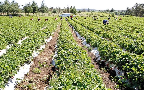 Seguridad Alimentaria