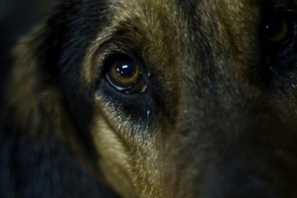 Convocan marcha para concientizar sobre el maltrato y abandono de mascotas
