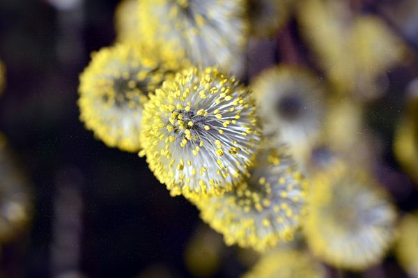 Las plantas y árboles que generan las temidas alergias primaverales – La  Discusión