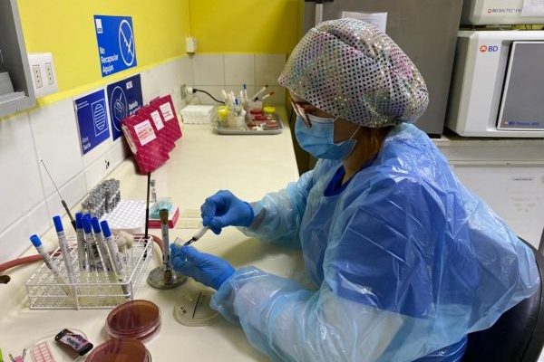 Reportan 20 casos de bacteria Burkholderia en los últimos 3 años en Ñuble