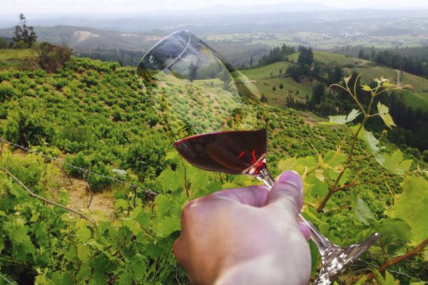 Concurso de Indap premiará a los mejores vinos campesinos del Valle del Itata