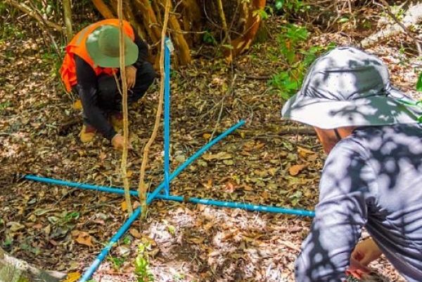 La difícil tarea de la reforestación