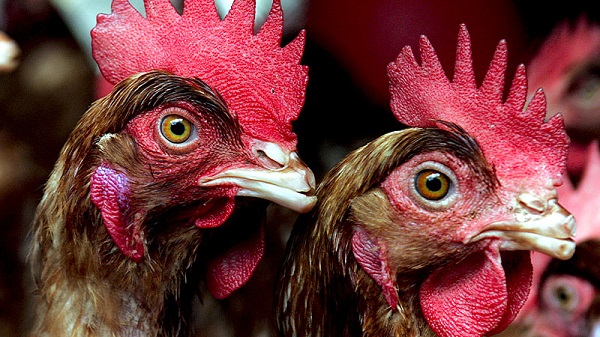Productores de pollo y huevos reportan normalidad del mercado