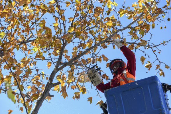 Poda de árboles en la ciudad