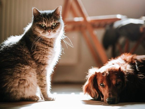 Cuidemos a nuestras mascotas en invierno