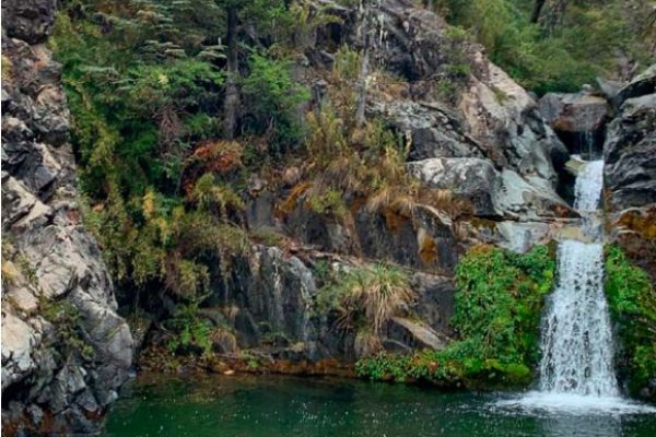 Nuestro bosque nativo
