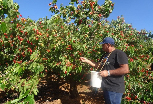 Piden apoyo a productores de cerezas en Ñuble