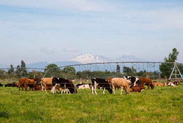 Inseguridad rural