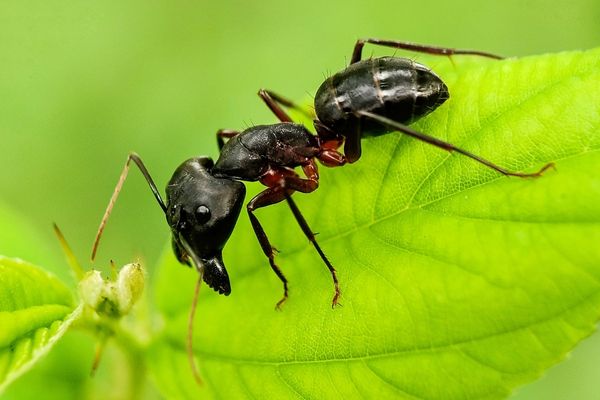 Las hormigas pueden detectar el olor del cáncer en la orina