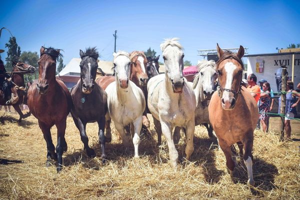 La trilla más grande del Sur de Chile se vivirá este fin de semana en Bulnes