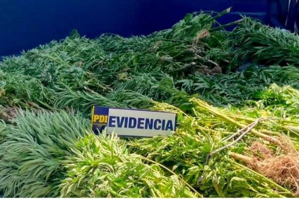 PDI de Chillán incautó 223 plantas de cannabis en interior de predio forestal