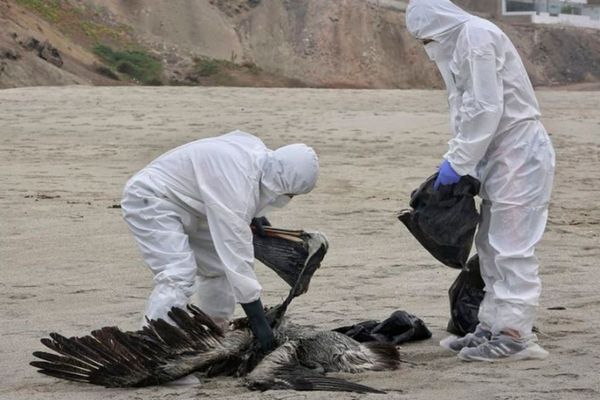 SAG confirma caso positivo de influenza aviar en costa de Ñuble