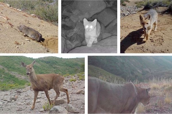 Revelan 829 especies de aves y animales en la Reserva Ñuble