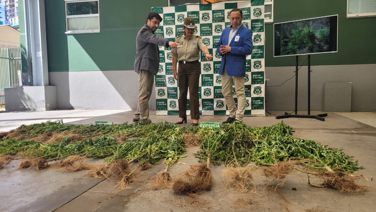 Hallan cultivo con 2.105 plantas de cannabis en Trehuaco