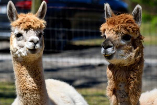 Corte respalda a vecino que tiene alpacas en su patio en Chillán