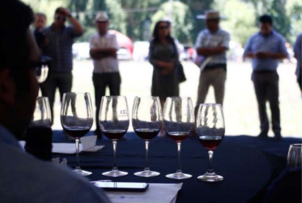 Productores de vino compiten hoy en Coelemu