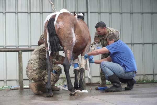 Foto del lector: Ayuda veterinaria