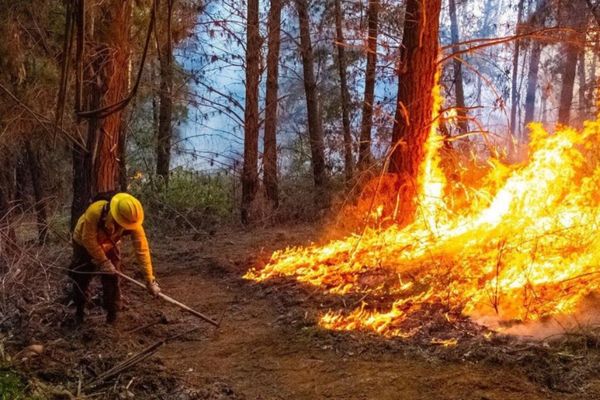 Incendios Forestales, Educación e Historia