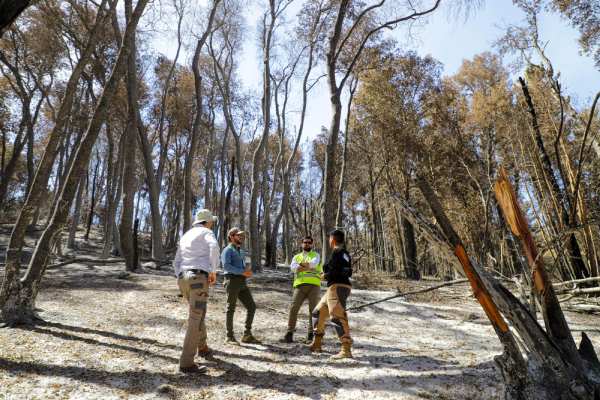 "Es impactante ver el daño que produjo el incendio en el cerro Cayumanque"