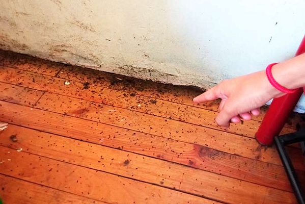 Denuncian plaga de ratas y de murciélagos tras los incendios