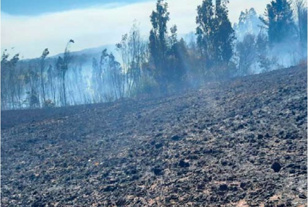 Estiman cerca de 80% de viñas quemadas en la provincia de Itata