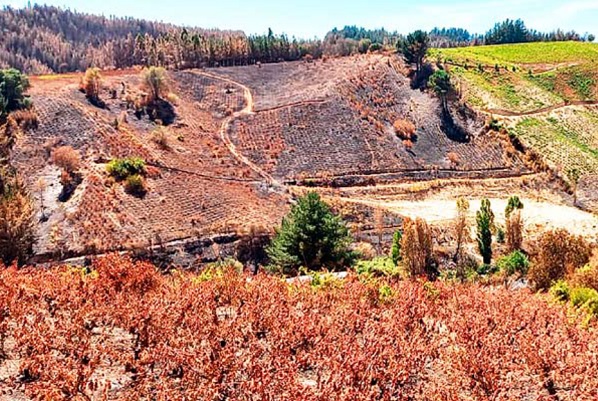 Recuperación de viñedos quemados tardará entre cuatro y seis años