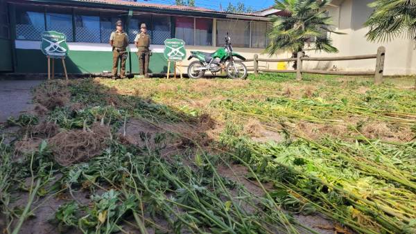 Hallan 850 plantas de cannabis sativa en predio forestal de Coihueco