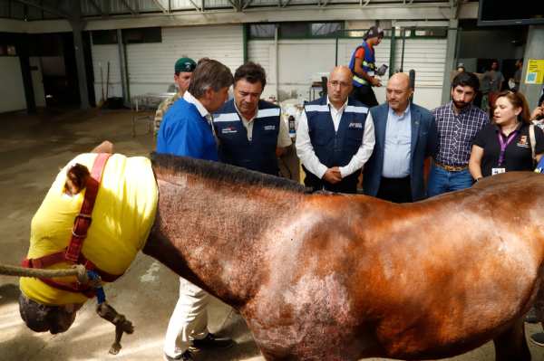 Dan de alta primeros caballos quemados tras los incendios