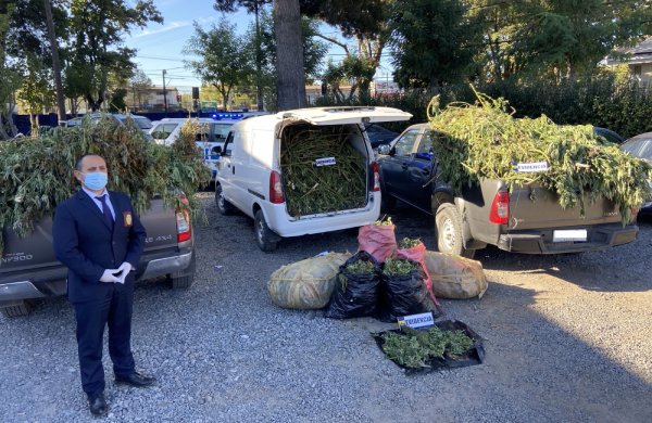 Hallan más de mil plantas y 87 kilos de cannabis en predio de Yungay