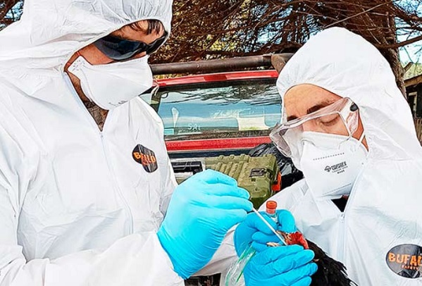 Chillán Viejo: confirman caso de influenza aviar en gallinero de Rucapequén