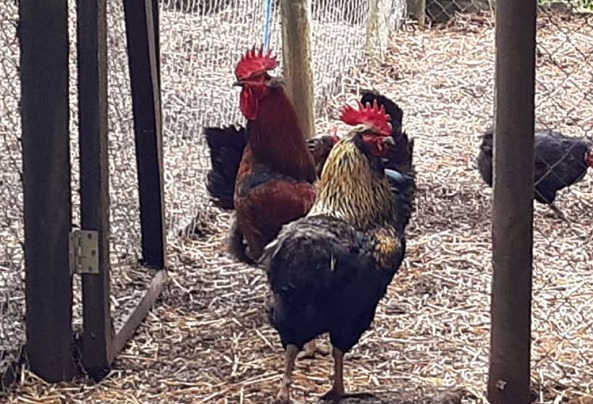 Gripe aviar: Descartan riesgo de contagio por consumo de aves