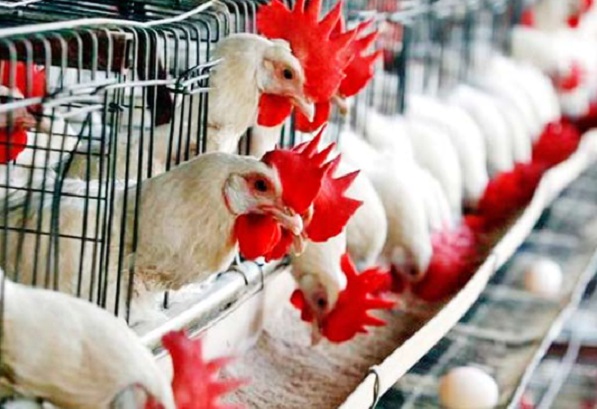 Chile suspende importaciones avícolas desde Argentina por brote de influenza aviar