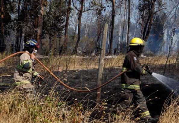 Incendio forestal de Chillán Viejo se encuentra "contenido"