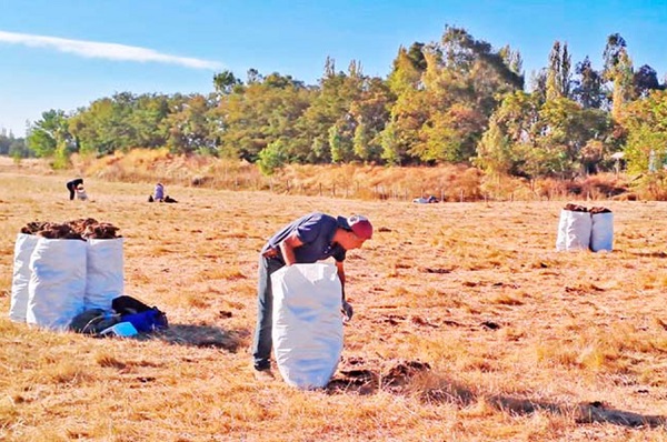 Alfareras de Quinchamalí recolectan materia prima para su greda patrimonial