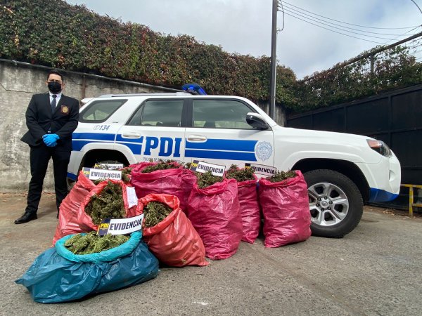 Incautan más de 60 kilos de cannabis en predio de Yungay