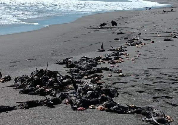 Encuentan aves muertas en playa de Buchupureo: sospechan gripe aviar