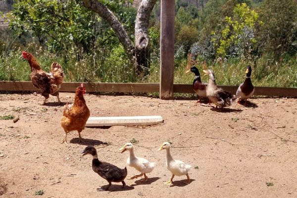 Gripe Aviar: Llaman a dueños de aves a inscribirse en el SAG