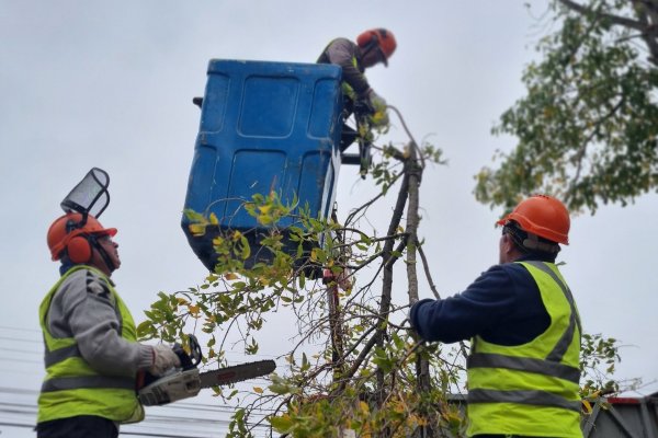 Inician temporada de poda de árboles en Chillán