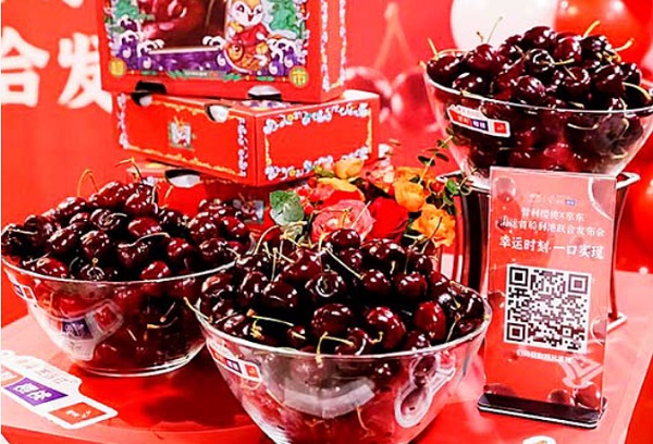 Destacan temporada con recórd de exportaciones de cerezas
